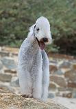 BEDLINGTON TERRIER 022